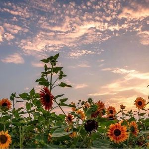 meet posher/ updated info for future potential shoppers :)